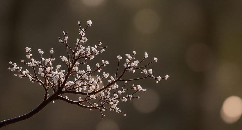 الفضة في المنام