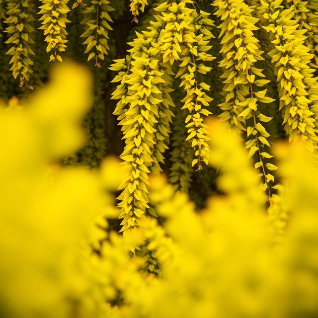 اللون الأصفر في المنام