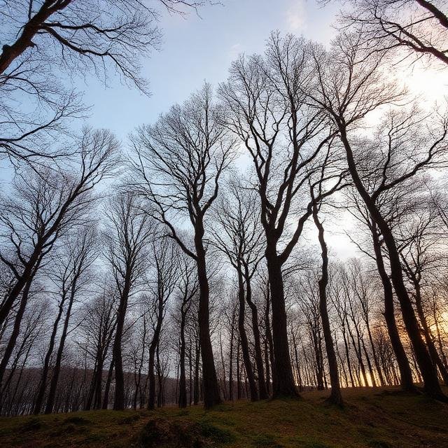 الأشجار في المنام